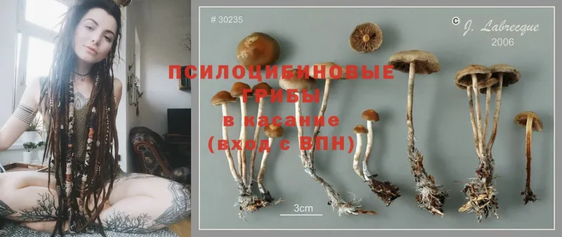 Псилоцибиновые грибы Psilocybe  где продают   Обнинск 